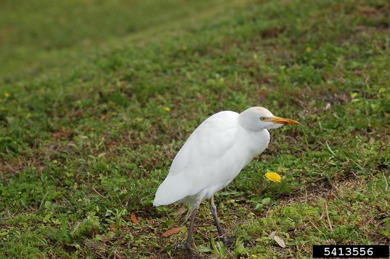 cattle egret (Bubulcus ibis Linnaeus)