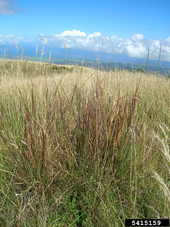 broomsedge bluestem (Andropogon virginicus)
