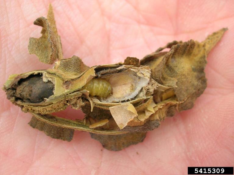 mamani (Sophora chrysophylla (Salisb.) Seem.)
