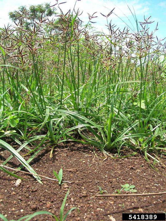 purple nutsedge (Cyperus rotundus)