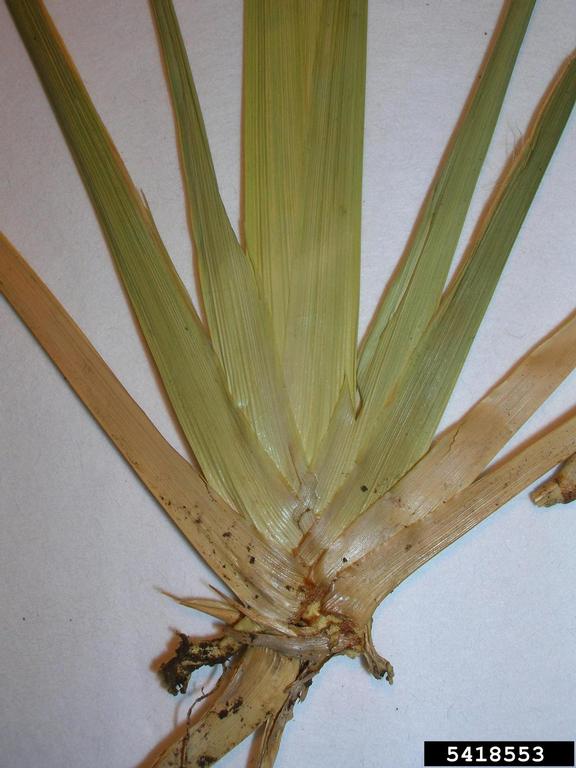 broomsedge bluestem (Andropogon virginicus)