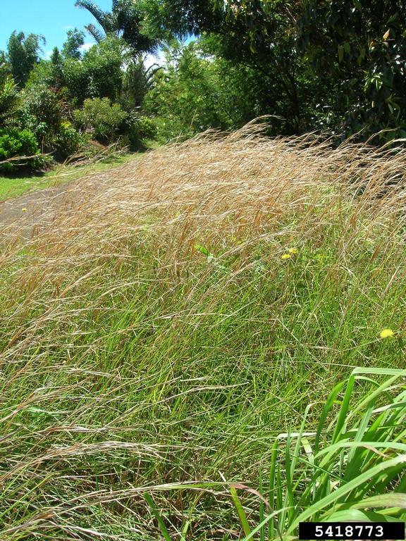 broomsedge bluestem (Andropogon virginicus)
