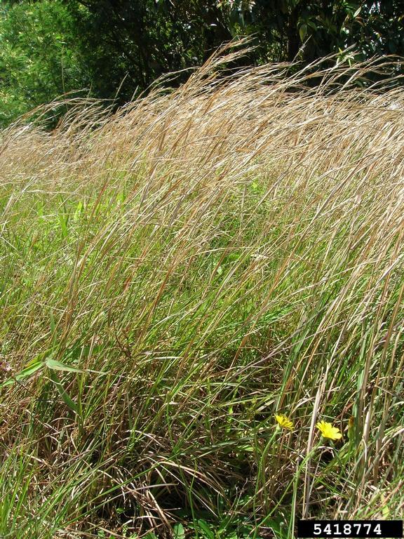 broomsedge bluestem (Andropogon virginicus)