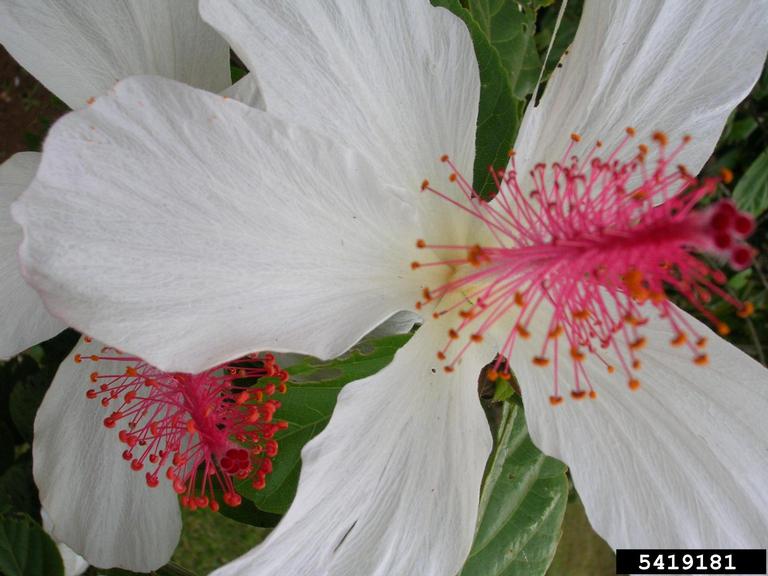 white Kauai rosemallow (Hibiscus waimeae)