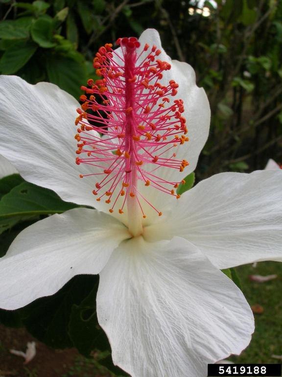white Kauai rosemallow (Hibiscus waimeae)
