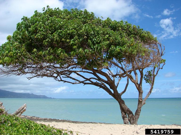 portia tree (Thespesia populnea)