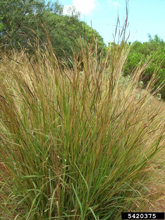 tanglehead (Heteropogon contortus)