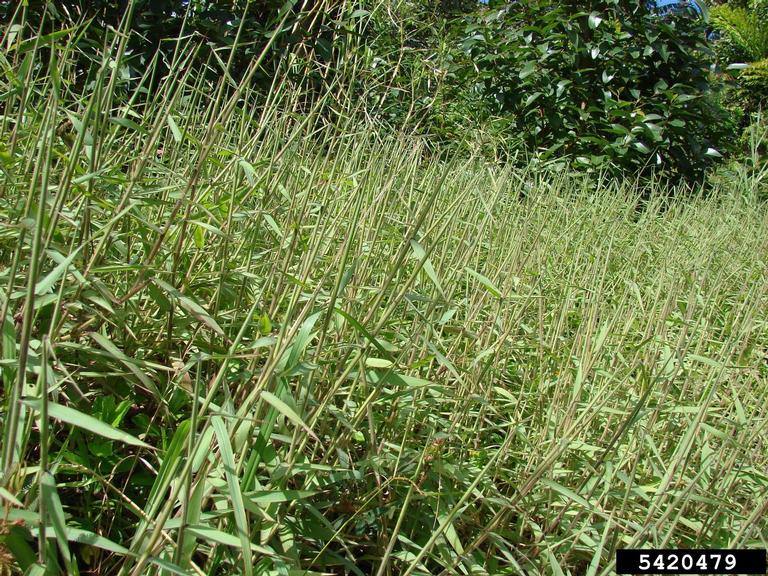 molassesgrass (Melinis minutiflora)