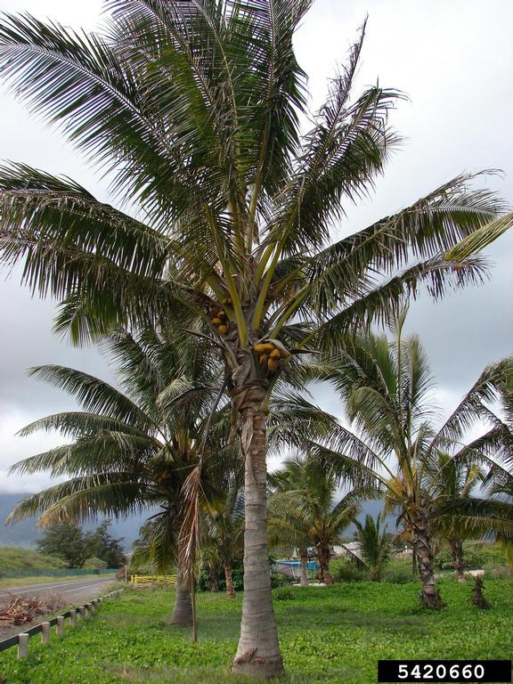 coconut palm (Cocos nucifera Linnaeus)