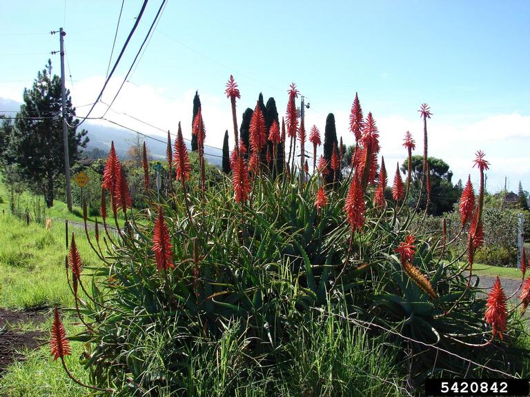 candelabra aloe (Aloe arborescens Mill.)