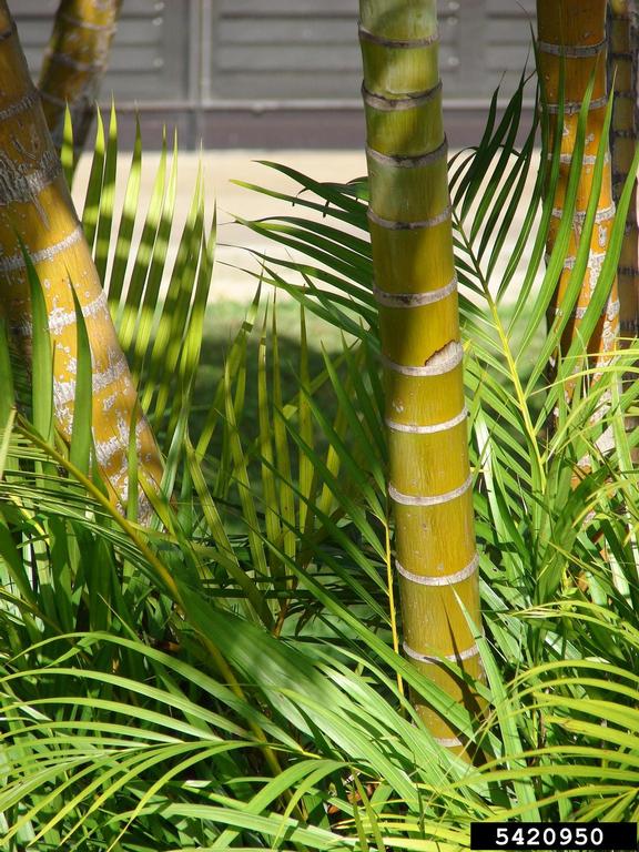 yellow butterfly palm (Dypsis lutescens)