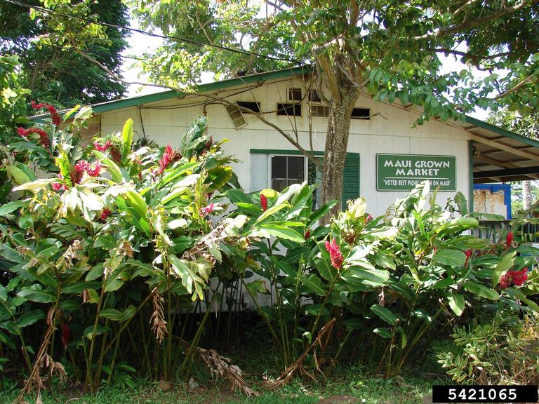 red ginger (Alpinia purpurata)