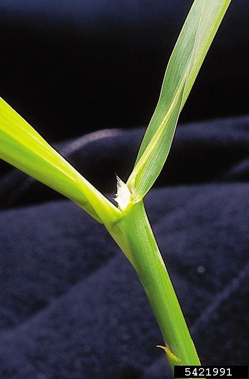 Photo by James H. Miller & Ted Bodner, Southern Weed Science Society, Bugwood.org 5421991