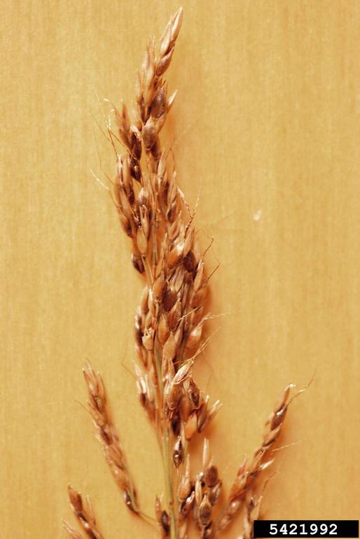 Photo by James H. Miller, USDA Forest Service, Bugwood.org 5421992