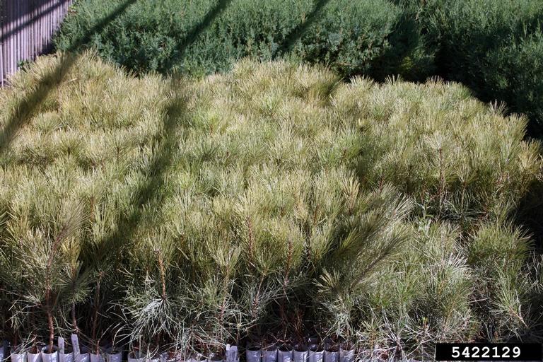 pine spider mite (Oligonychus subnudus)