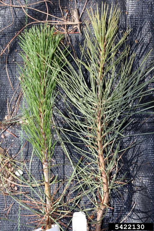 pine spider mite (Oligonychus subnudus)