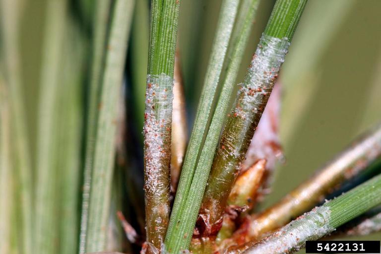 pine spider mite (Oligonychus subnudus ) on ponderosa pine (Pinus
