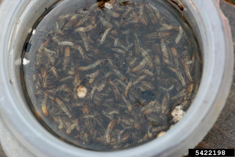 European earwig (Forficula auricularia)