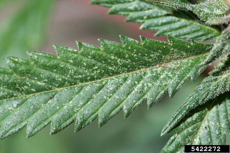 twospotted spider mite (Tetranychus urticae ) on hemp/marijuana