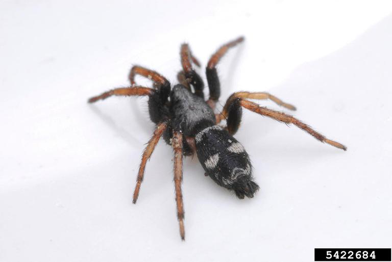 stealthy ground spider (Sergiolus montanus)
