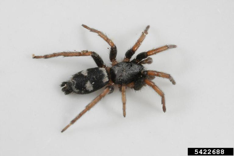 stealthy ground spider, Sergiolus montanus (Araneae: Gnaphosidae) - 5422688