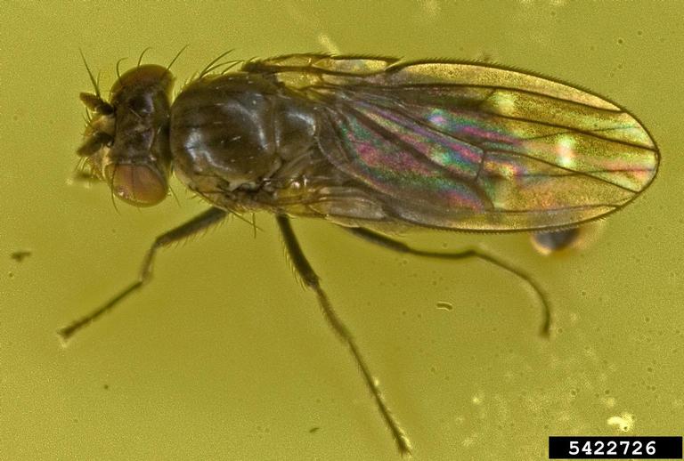 shore fly (Family Ephydridae)