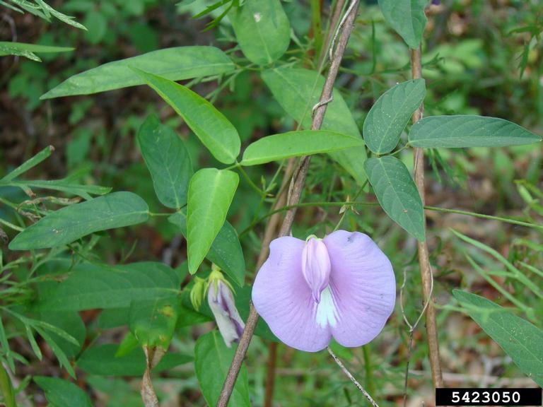 spurred butterfly pea (Centrosema virginianum)