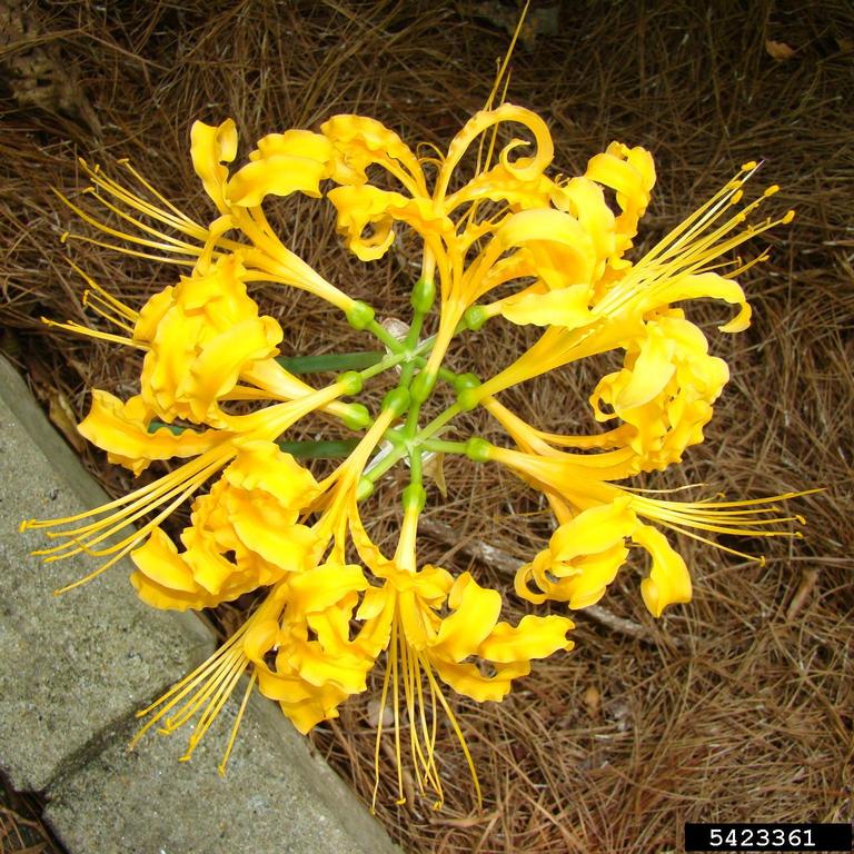 spider lily (Lycoris chinensis)