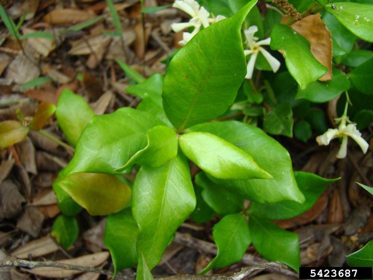 confederate jasmine (Trachelospermum jasminoides)