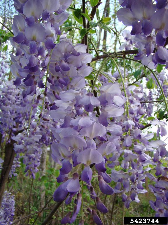 Chinese wisteria (Wisteria sinensis)