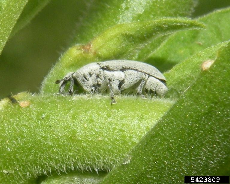 potato stalk borer (Trichobaris trinotata ) on brugmansia (Brugmansia