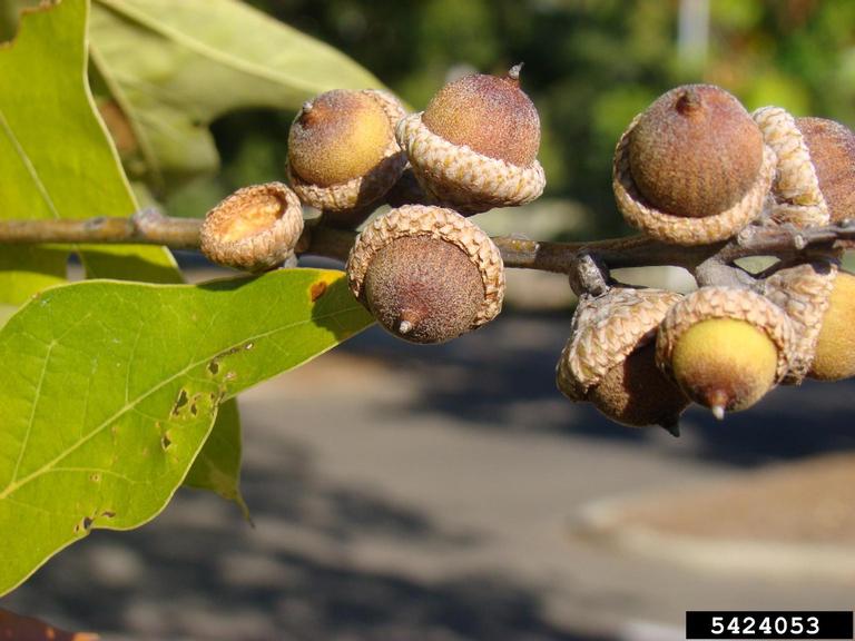 southern red oak (Quercus falcata)