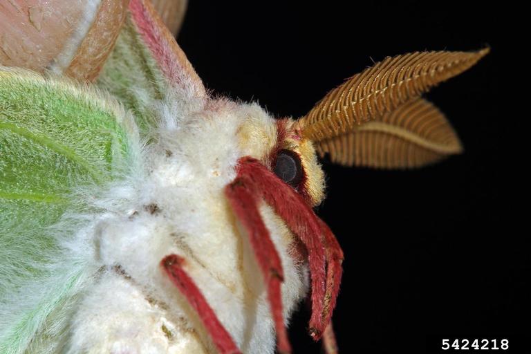 Luna Moth Actias Luna Lepidoptera Saturniidae