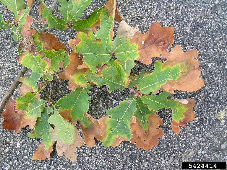 bacterial leaf scorch (Xylella fastidiosa)