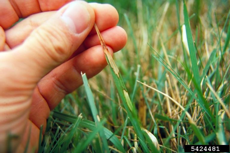 Rhizoctonia dampingoff, blight and rot (Rhizoctonia solani ) on tall fescue (Festuca