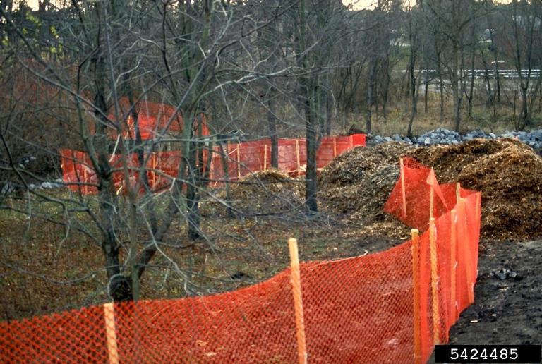 tree protection zone5424485