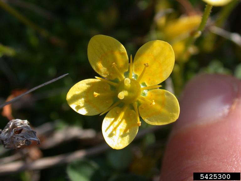 thymeleaf saxifrage (Saxifraga serpyllifolia)