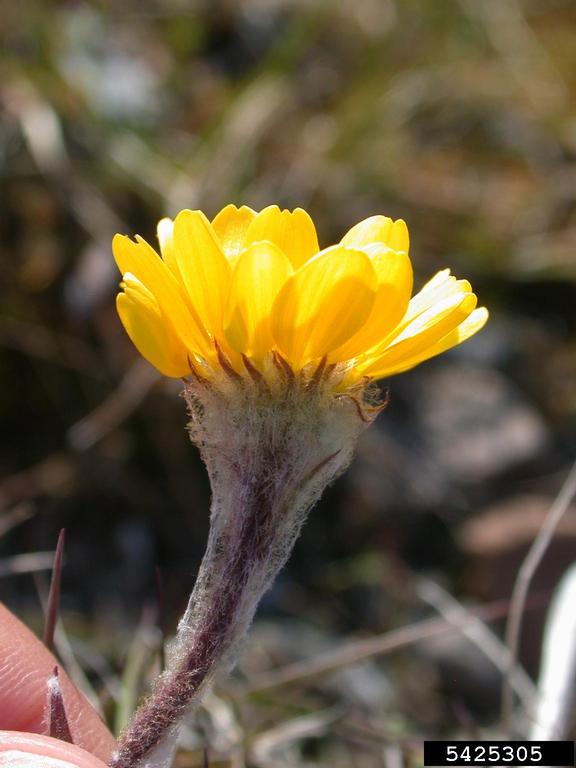 thymeleaf saxifrage (Saxifraga serpyllifolia)