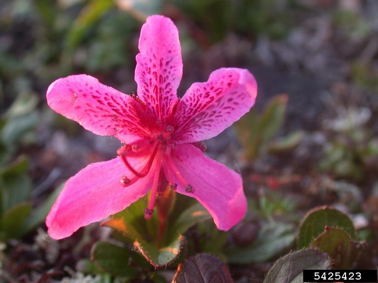 rhododendron september charm Anemone 'September Charm' | Locally Grown Beauty main image 0