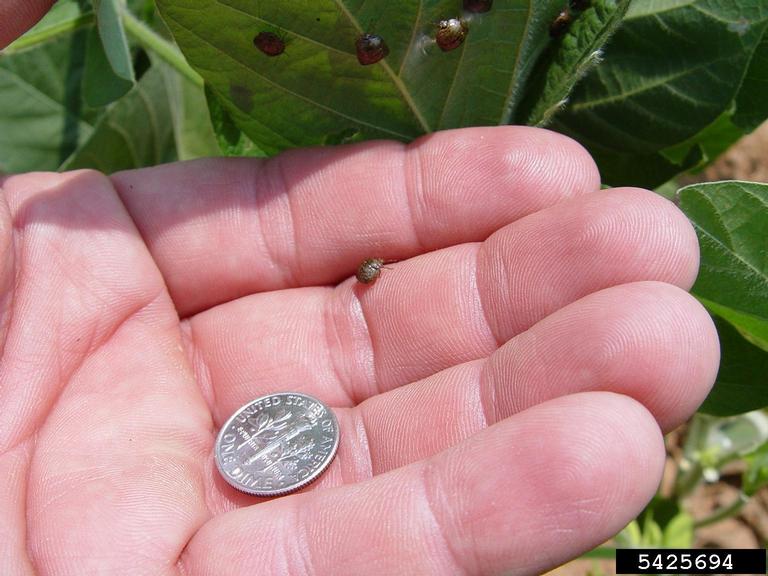 kudzu bug (Megacopta cribraria (Fabricius))