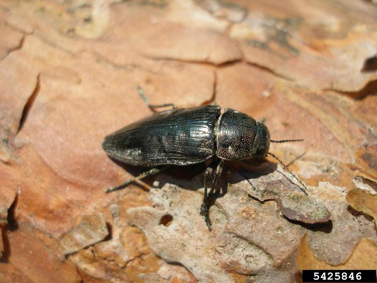 metallic woodboring beetle (Buprestis haemorrhoidalis)