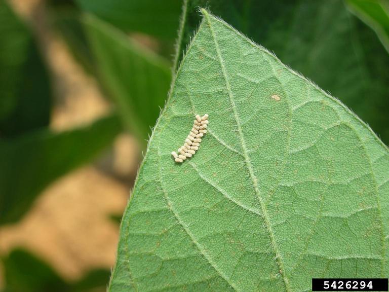 kudzu bug (Megacopta cribraria (Fabricius))