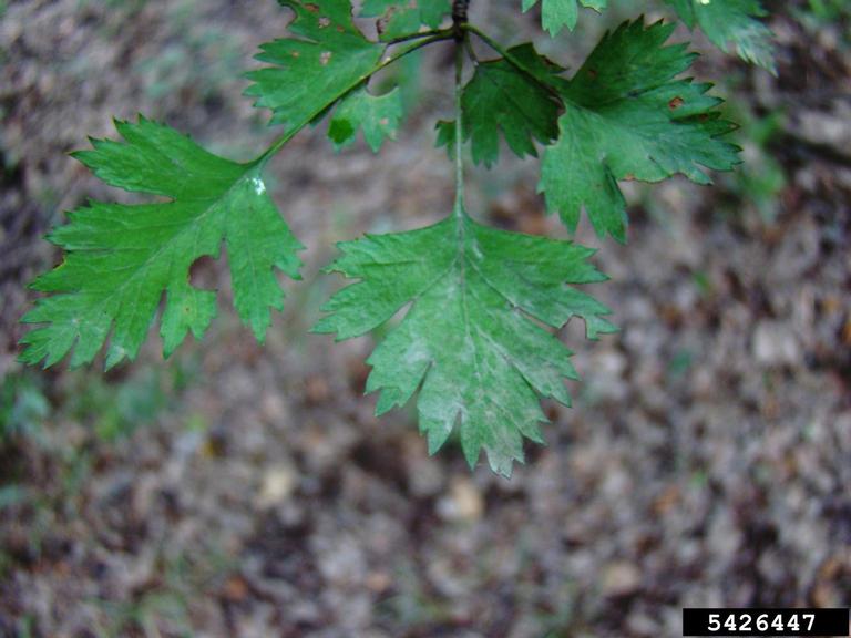 parsley hawthorn, Crataegus marshallii (Rosales Rosaceae) 5426447