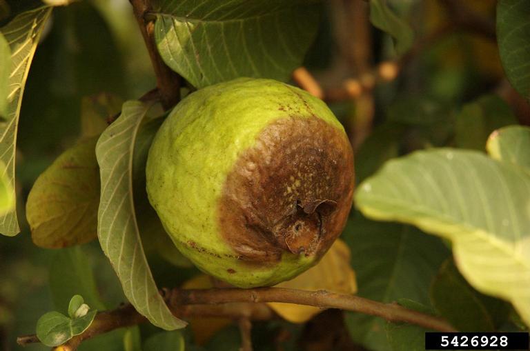 Phomopsis cankers and twig blights (Genus Phomopsis)