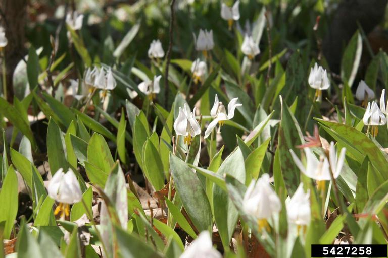 white trout lily (Erythronium albidum)
