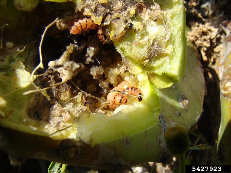 cactus moth (Cactoblastis cactorum)