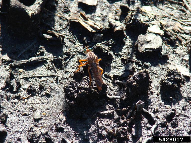 Thieves Insect hanging thieves robber flies (Genus Diogmites Loew 1866)