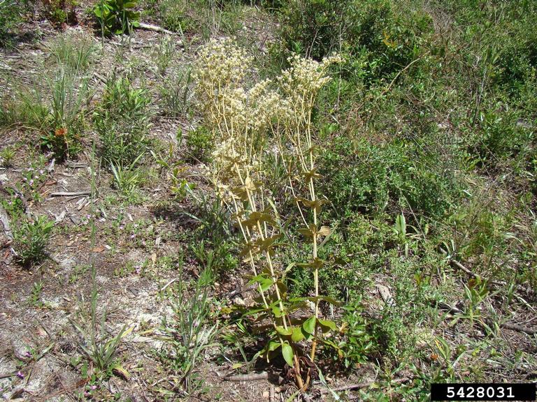 dogtongue buckwheat (Eriogonum tomentosum)