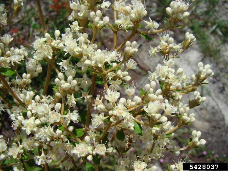 dogtongue buckwheat (Eriogonum tomentosum)