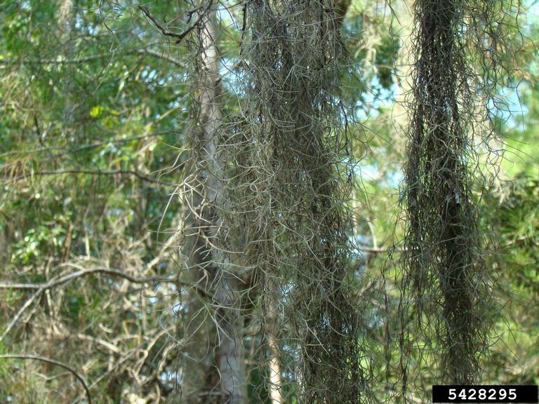 Spanish moss (Tillandsia usneoides)
